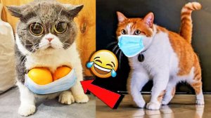 СМЕШНЫЕ КОТЫ | ЛУЧШИЕ ПРИКОЛЫ С КОТАМИ, КОШКИ, ЖИВОТНЫЕ, СМЕШНОЕ ВИДЕО