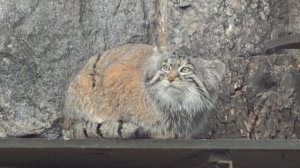 Манул Тимофей из Московского зоопарка