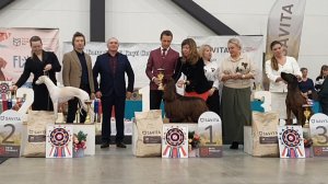 28.03.2026, СПб. Клуб "БКС-1" (РКФ, РФЛС). Выставка собак всех пород "БАЛТИЙСКИЙ КУБОК" (CAC, ЧРКФ)