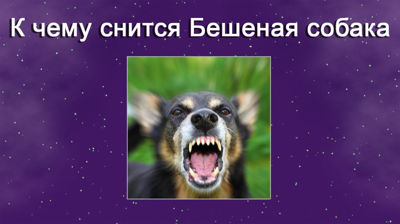 К чему снится Бешеная собака - толкование сна
