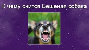 К чему снится Бешеная собака - толкование сна