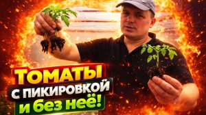 Томаты с пикировкой и без неё. Как лучше.