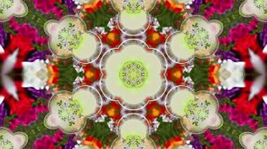 Весна! Очаровательные тюльпаны 9! Киностудия Мудрого Кота Тимофея!