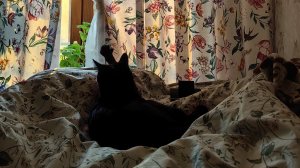 Солнечно -туманное утро. 🌞Короткое видео для настроения 🌼