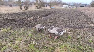 Любишь кататься, люби и саночки возить ☝️  куры 🐔🐓 гуси 🪿 и другие 🤠