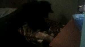 блог ПРО МОИХ КОТЕЕК ЧЕРНЫШ И РЫЖИК №1 😻😻😻😼😼😼😽😽