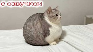 Приколы с котами! С Прикольной  ОЗВУЧКОЙ! Самые СМЕШНЫ ЖИВОТНЫЕ! 2026! Смешные коты! ДО СЛЕЗ!