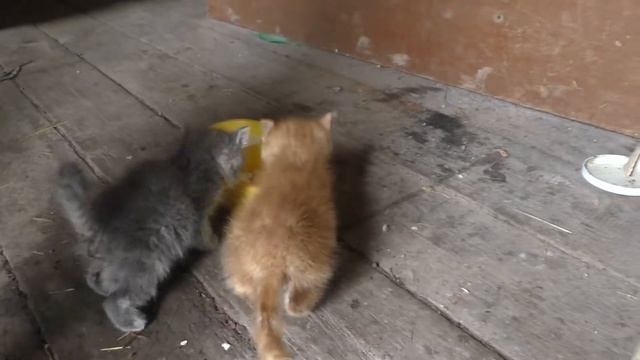 2016 06 11 В Вязьме на скотном дворе