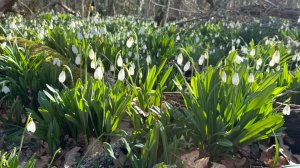 За подснежниками Часть 2 Подснежниковый рай Крым март 2026