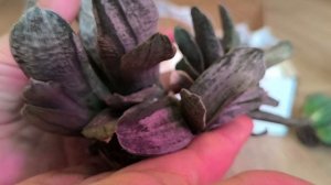 Небольшая распаковка двух посылок. Суккуленты