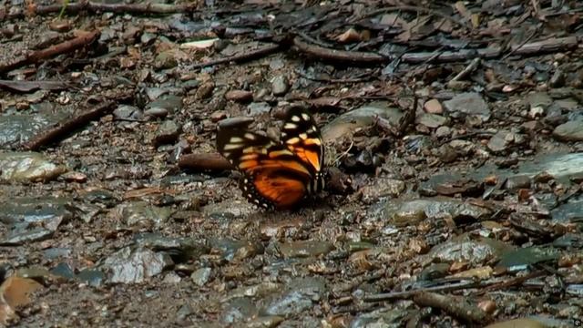 В вихре рок-н-ролла (песня)