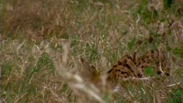 Первозданная природа. Эдем жизни 17 серия (документальный сериал, 1997)