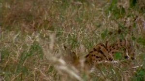 Первозданная природа. Эдем жизни 17 серия (документальный сериал, 1997)