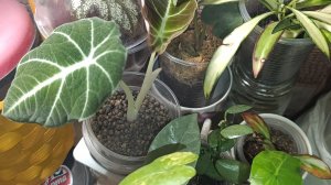 Комнатные растения/посадка в керамзит 🪴