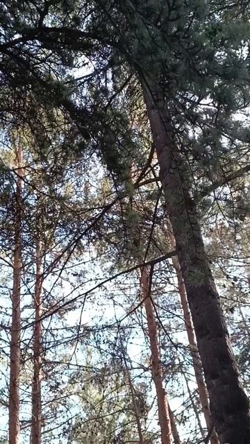 ПАРК АЙВАЗОВСКОЕ. Партенит, Крым...