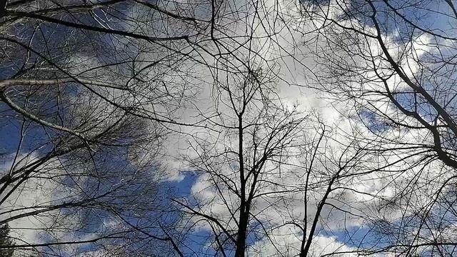 Птицы поют, весна.