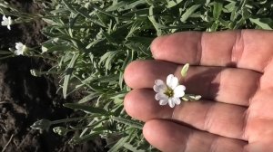 Выращивание многолетнего цветка ясколки из семян