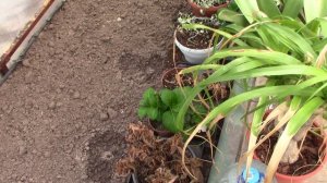 30.03.26 г. Волгоград. Подготовка теплицы. Обзор цветов, которые перезимовали