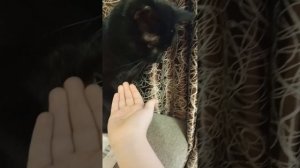 Что с Кексом?😁