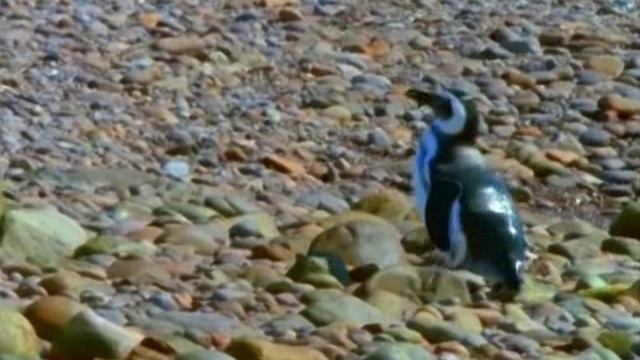 Первозданная природа. Эдем жизни 20 серия (документальный сериал, 1997)