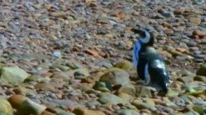 Первозданная природа. Эдем жизни 20 серия (документальный сериал, 1997)