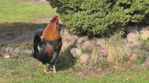 4K на зум-камеру HUAWEI nova 15 Pro