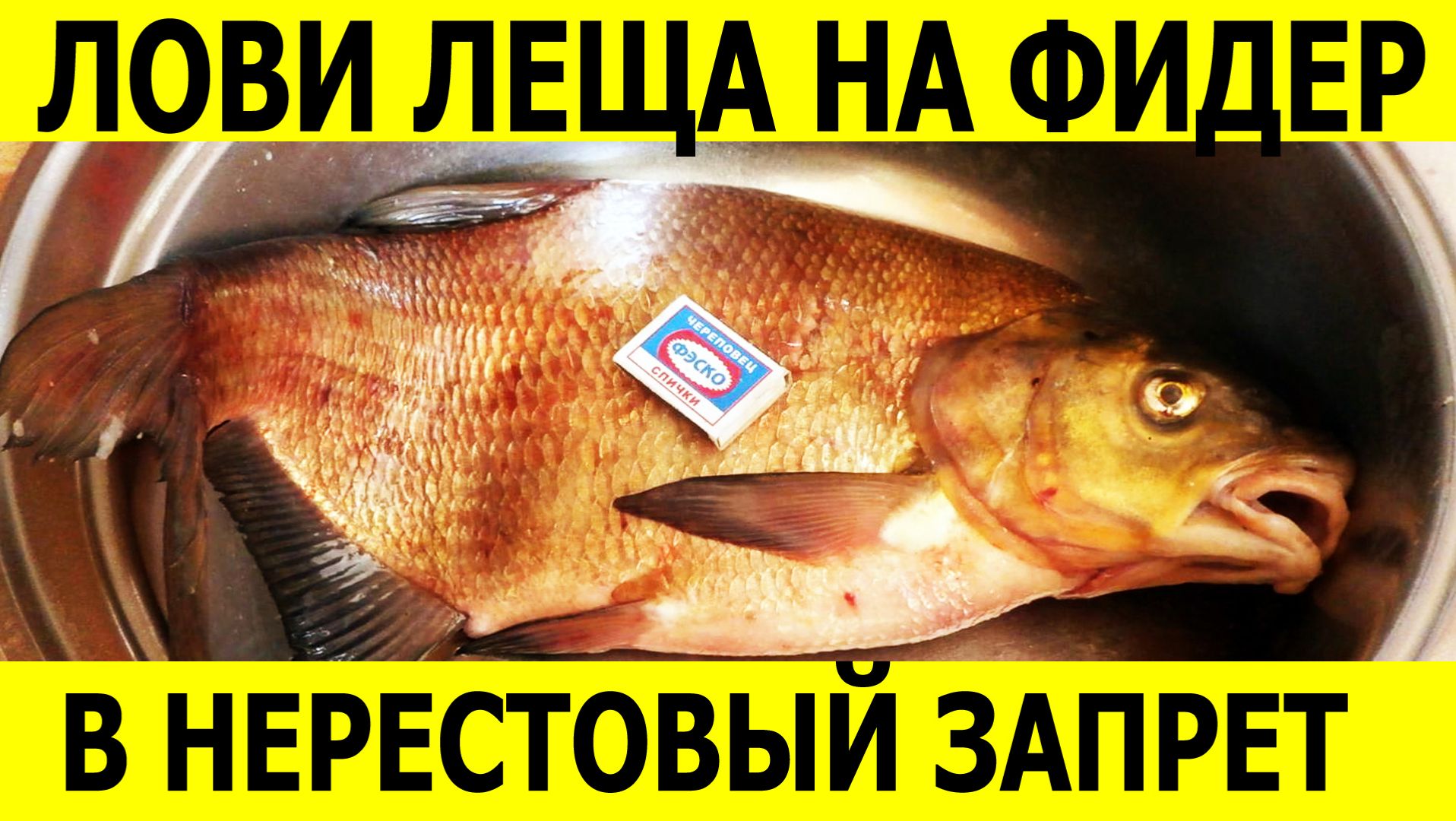 Ловля Леща в Нерестовый Запрет ЭТО НУЖНО ЗНАТЬ каждому рыбаку!?