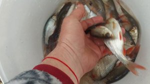 Краснопёрка