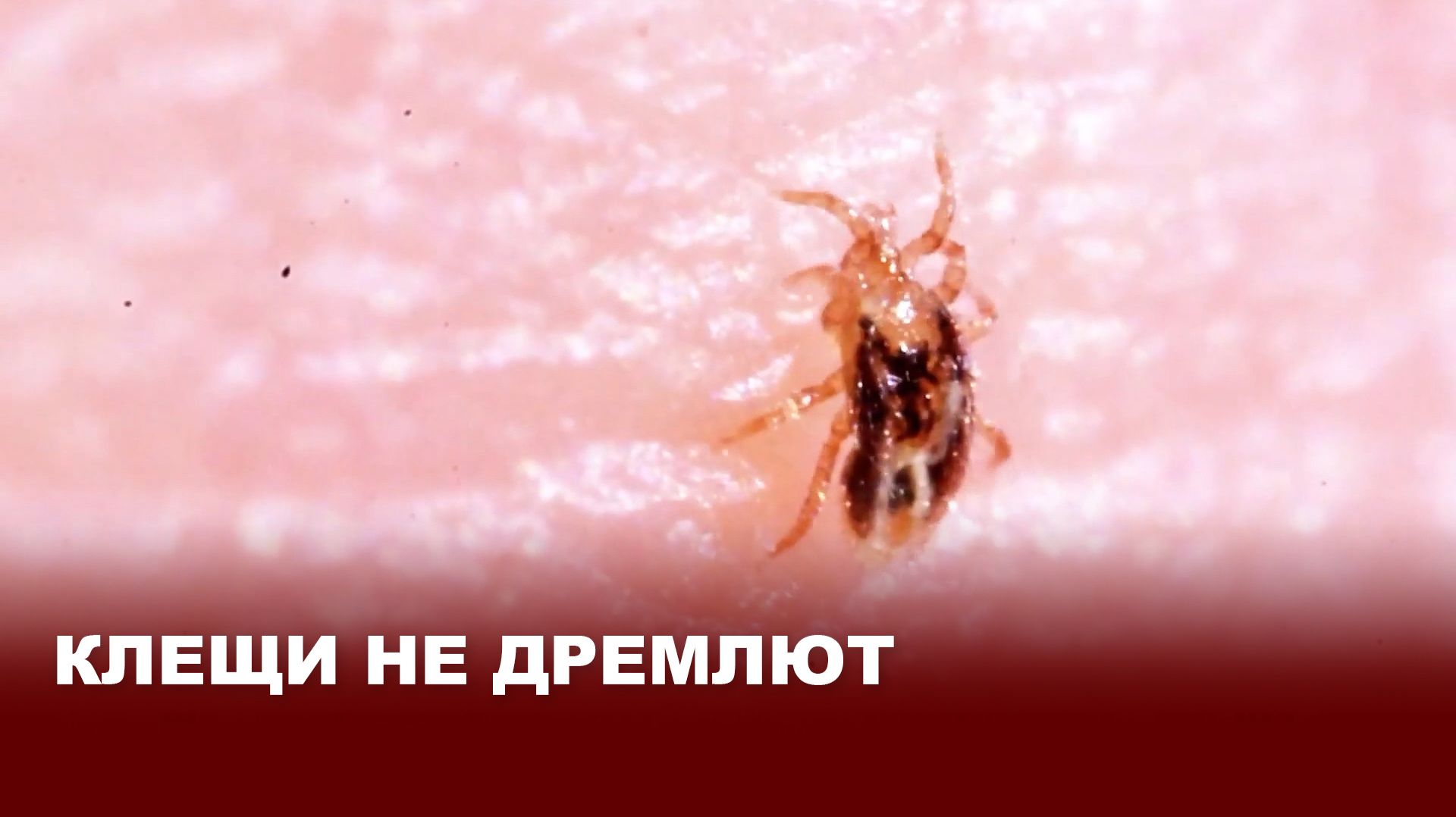 Весна идёт — клещи не дремлют: правила безопасности