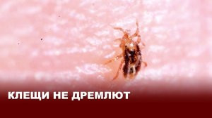 Весна идёт — клещи не дремлют: правила безопасности