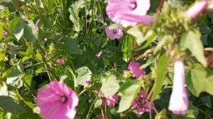 Рубрика "НуЧо иди сюда винегрет"