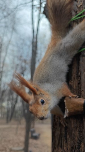 Белка грызёт кость