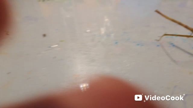 как выращивать улитку и палочника