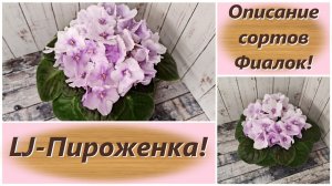 Описание сортов Фиалок! LJ-Пироженка!