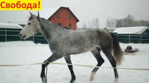 Так хорошо без всадника!