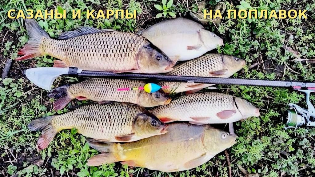 САЗАНЫ и КАРПЫ на ПОПЛАВОК у берега #рыбалка #сазан #карп #фидер #поплавок