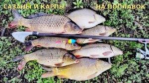 САЗАНЫ и КАРПЫ на ПОПЛАВОК у берега #рыбалка #сазан #карп #фидер #поплавок
