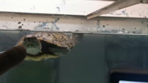 Наша черепашка поправилась и стала хорошо видеть, глаза открылись отёки спали.