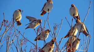 песня Мурада Аманназарова Будет весна. исполнитель Николай Пожидаев.