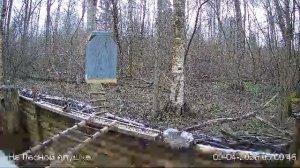 LIVE: На лесной опушке. Природа онлайн