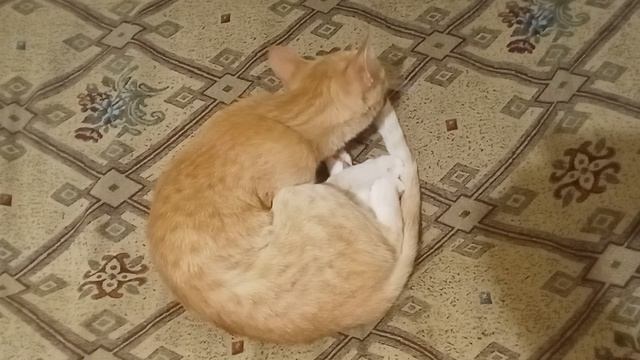 Кошка Буся умывается. Релакс музыка. Подготовка кошки ко сну.