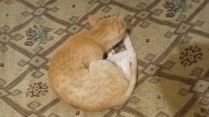 Кошка Буся умывается. Релакс музыка. Подготовка кошки ко сну.