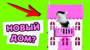 КисКис: Новый дом для хомячка! Первые шаги и реакция 🏡🐹