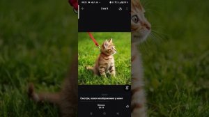 Перс начало (кот Перс говорящий кот)