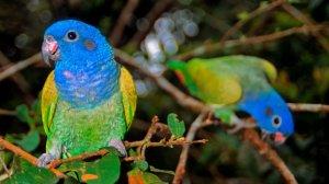 Отравление попугаев в частном зоопарке Петербурга: новые детали происшествия