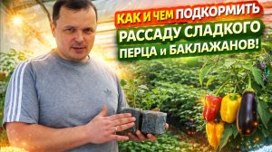 Перец и баклажаны - важная подкормка рассады.