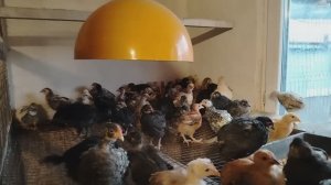 Из города в деревню. Одна с ребенком на хозяйстве.