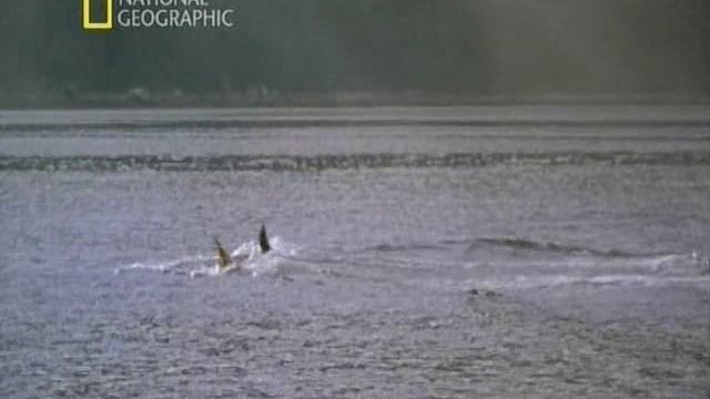 Первозданная природа. Эдем жизни 6 серия (документальный сериал, 1997)