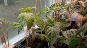 9 апреля 2026г 
Рассада перцев и томатов