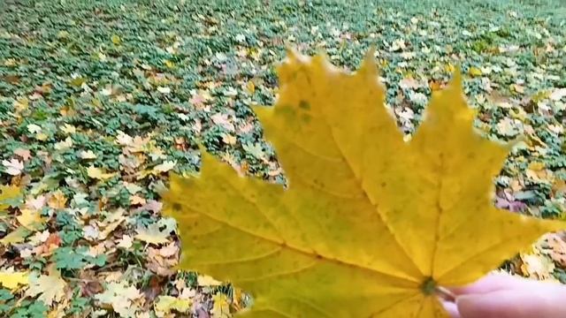 #шикарную осень вспомним